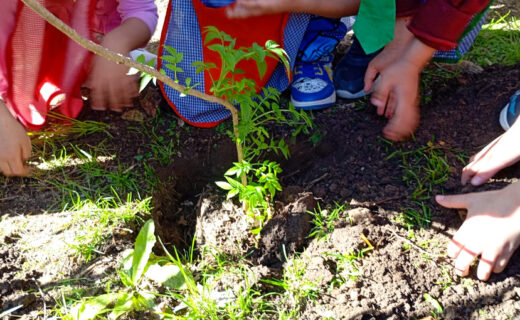 Estudiantes participan en la plantación de un árbol durante una actividad de Escuelas Verdes en Buenos Aires.