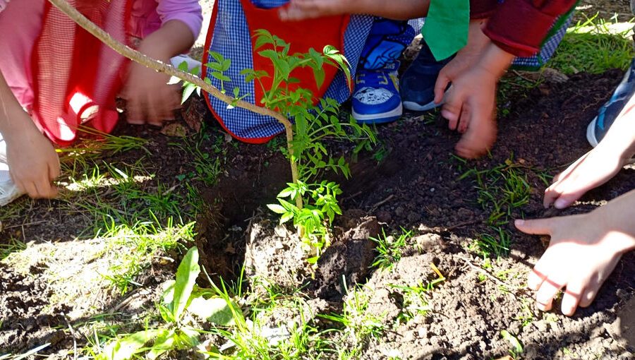 Estudiantes participan en la plantación de un árbol durante una actividad de Escuelas Verdes en Buenos Aires.