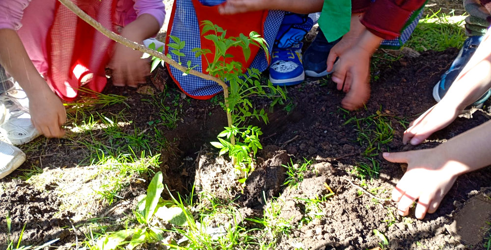 Estudiantes participan en la plantación de un árbol durante una actividad de Escuelas Verdes en Buenos Aires.