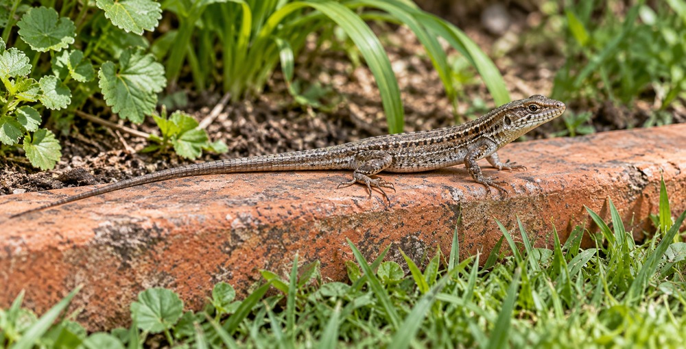 Una lagartija en el jardín ilustra cómo el alimento, los refugios y la temperatura explican la presencia de estos reptiles en patios y viviendas.