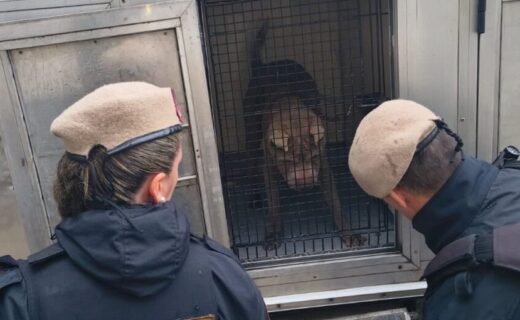Rescate de un perro abandonado en Nueva Pompeya tras denuncias vecinales, durante un operativo con intervención de la UFEMA y la Policía de la Ciudad.