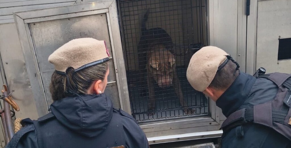 Rescate de un perro abandonado en Nueva Pompeya tras denuncias vecinales, durante un operativo con intervención de la UFEMA y la Policía de la Ciudad.