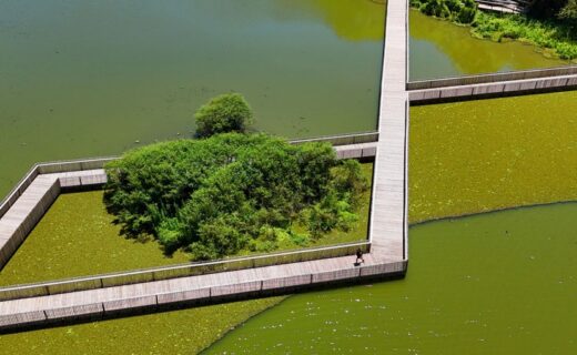 Pasarelas entre humedales de la Reserva Ecológica Costanera Sur, donde se proyecta habilitar 14 hectáreas adicionales para el recorrido del público.
