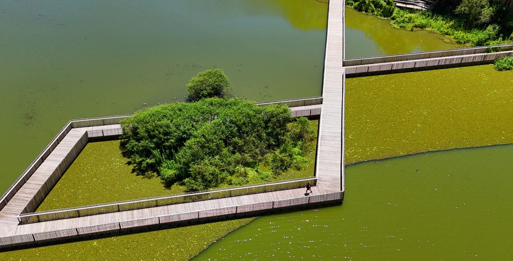 Pasarelas entre humedales de la Reserva Ecológica Costanera Sur, donde se proyecta habilitar 14 hectáreas adicionales para el recorrido del público.